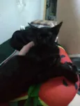 Minie, Pepita e Tica