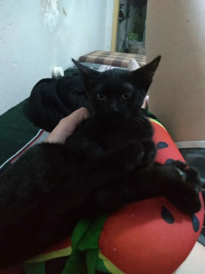 Gato raça SRD idade Abaixo de 2 meses nome Minie, Pepita e Tica