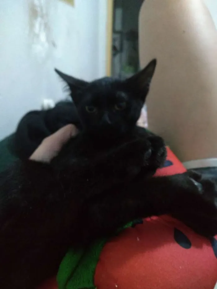 Gato raça SRD idade Abaixo de 2 meses nome Minie, Pepita e Tica