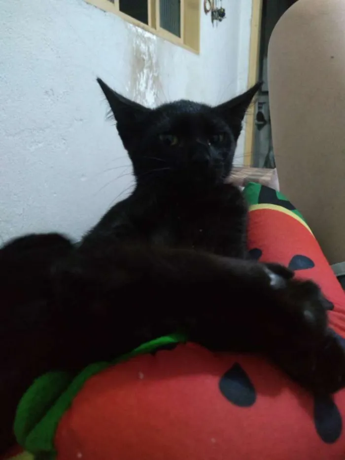Gato raça SRD idade Abaixo de 2 meses nome Minie, Pepita e Tica