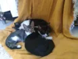 Minie, Pepita e Tica