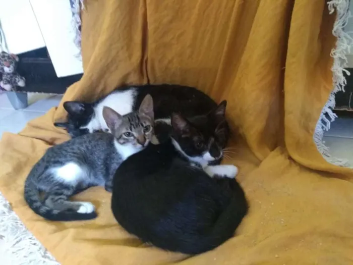 Gato raça SRD idade Abaixo de 2 meses nome Minie, Pepita e Tica
