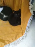 Minie, Pepita e Tica