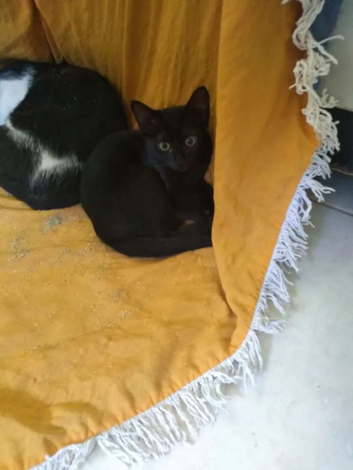 Gato raça SRD idade Abaixo de 2 meses nome Minie, Pepita e Tica