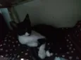 Minie, Pepita e Tica