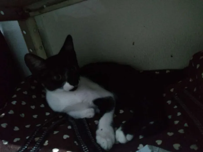 Gato raça SRD idade Abaixo de 2 meses nome Minie, Pepita e Tica