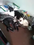Minie, Pepita e Tica