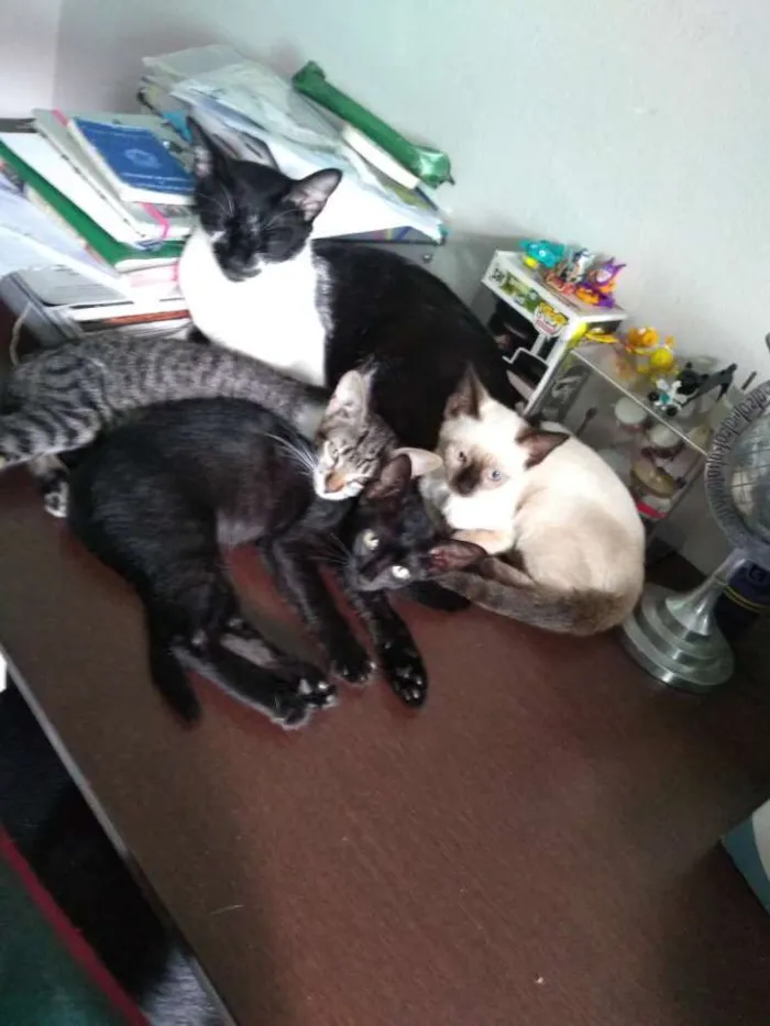 Gato raça SRD idade Abaixo de 2 meses nome Minie, Pepita e Tica