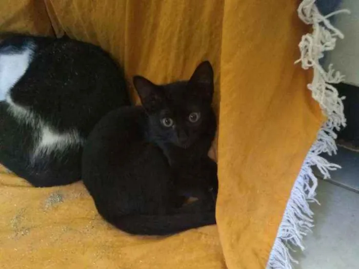 Gato raça SRD idade Abaixo de 2 meses nome Minie, Pepita e Tica