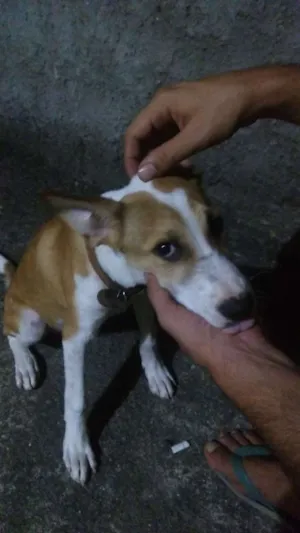 Cachorro raça vira lata idade 2 a 6 meses nome Nina