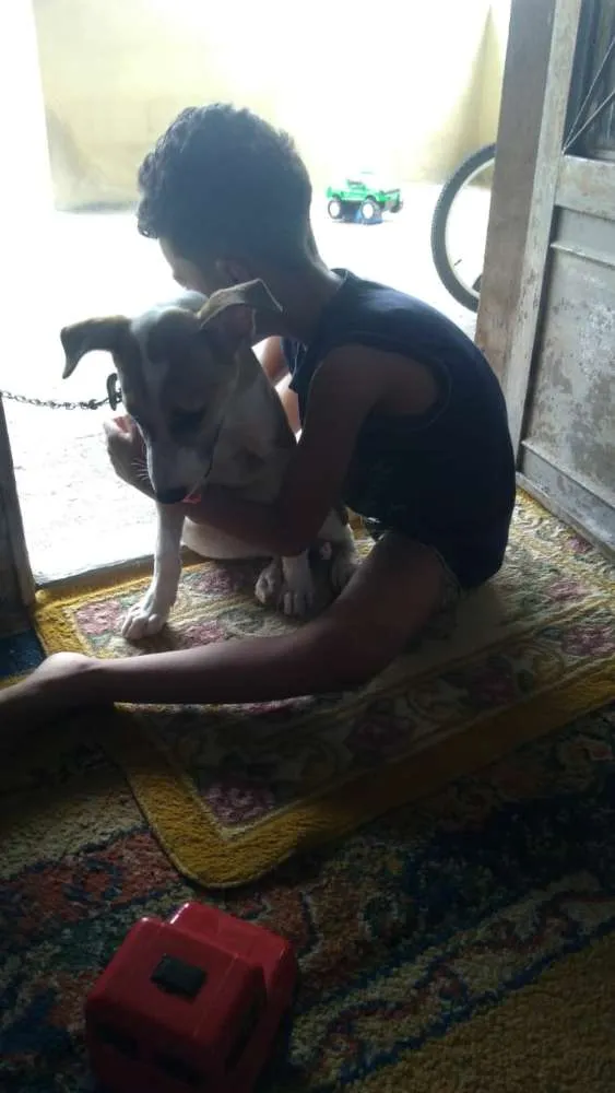Cachorro raça vira lata idade 2 a 6 meses nome Nina