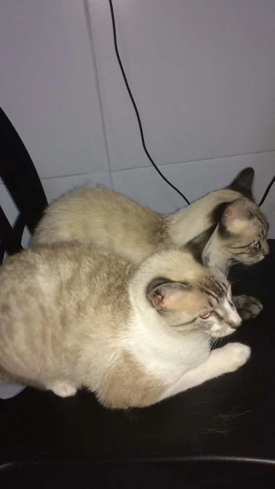 Gato raça Siameses  idade 7 a 11 meses nome Dois paco e Apólo 
