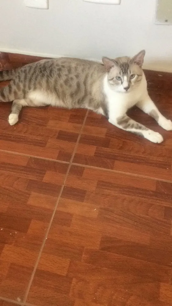 Gato raça Siameses  idade 7 a 11 meses nome Dois paco e Apólo 