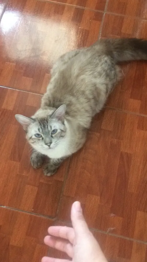 Gato raça Siameses  idade 7 a 11 meses nome Dois paco e Apólo 