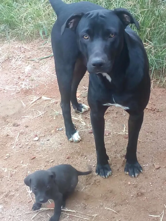 Cachorro ra a Vira-Lata com Fila idade 2 a 6 meses nome Jujuba, Princes...