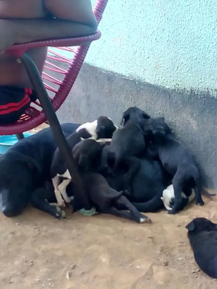 Cachorro ra a Vira-Lata com Fila idade 2 a 6 meses nome Jujuba, Princes...