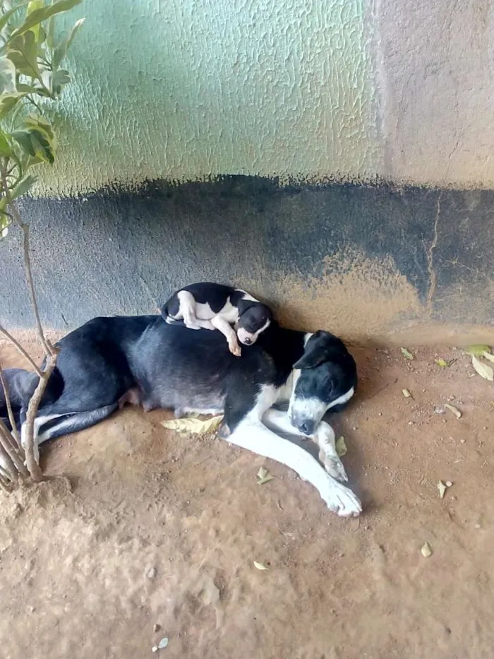 Cachorro ra a Vira-Lata com Fila idade 2 a 6 meses nome Jujuba, Princes...