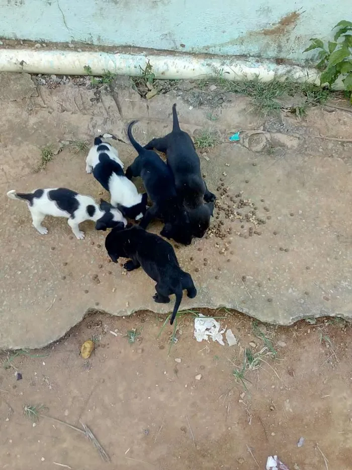 Cachorro ra a Vira-Lata com Fila idade 2 a 6 meses nome Jujuba, Princes...