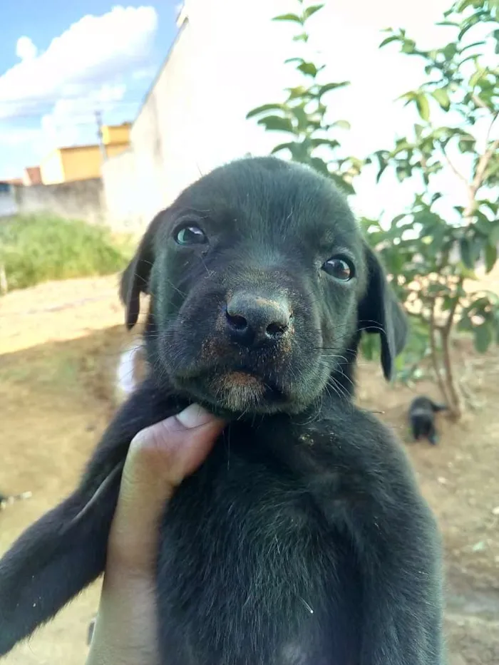 Cachorro ra a Vira-Lata com Fila idade 2 a 6 meses nome Jujuba, Princes...