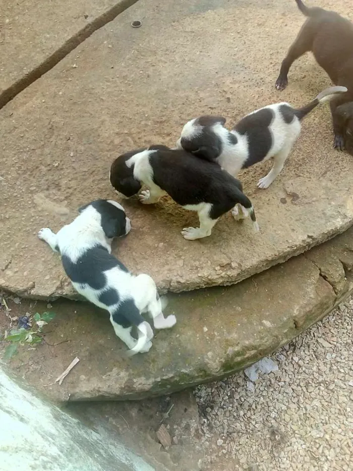 Cachorro ra a Vira-Lata com Fila idade 2 a 6 meses nome Jujuba, Princes...