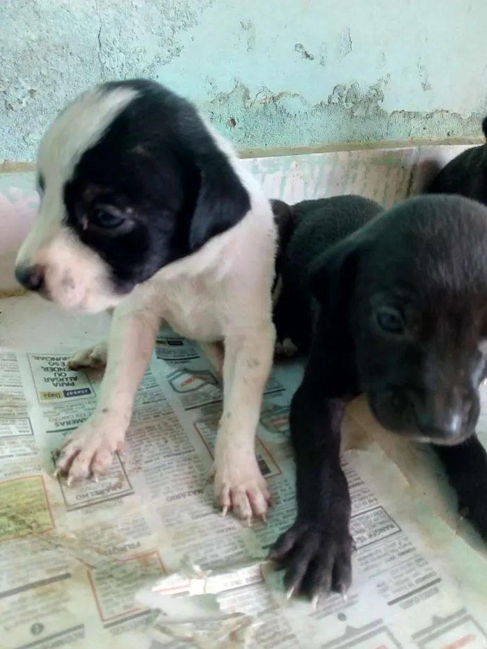 Cachorro ra a Vira-Lata com Fila idade 2 a 6 meses nome Jujuba, Princes...