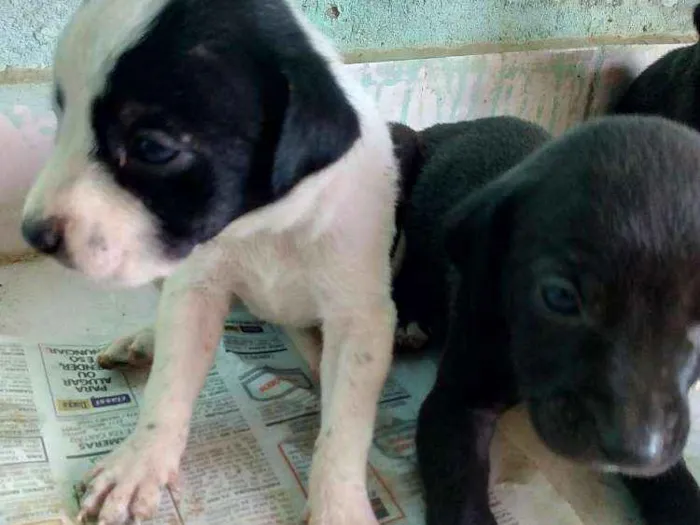 Cachorro ra a Vira-Lata com Fila idade 2 a 6 meses nome Jujuba, Princes...