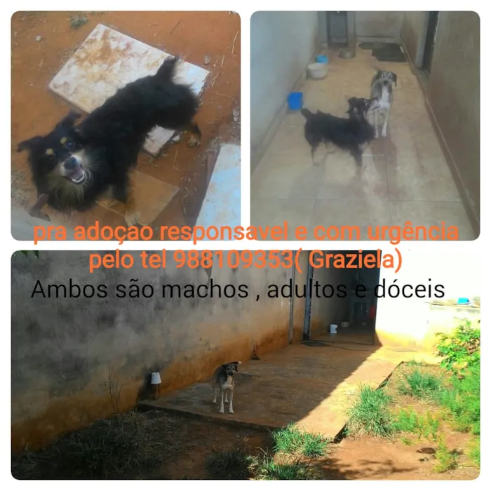 Cachorro ra a Fox paulistinha/ pinscher com  idade 6 ou mais anos nome Kiko e Nirrage