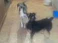 Kiko e Nirrage