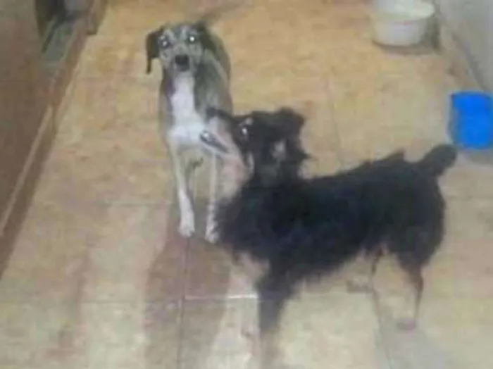 Cachorro ra a Fox paulistinha/ pinscher com  idade 6 ou mais anos nome Kiko e Nirrage