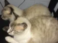 Dois paco e Apólo 