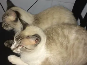 Gato raça Siameses  idade 7 a 11 meses nome Dois paco e Apólo 