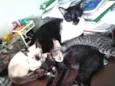 Minie, Pepita e Tica