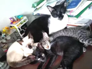 Gato raça SRD idade Abaixo de 2 meses nome Minie, Pepita e Tica