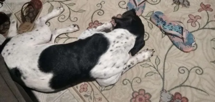 Cachorro ra a Vira Lata idade 3 anos nome Dudu