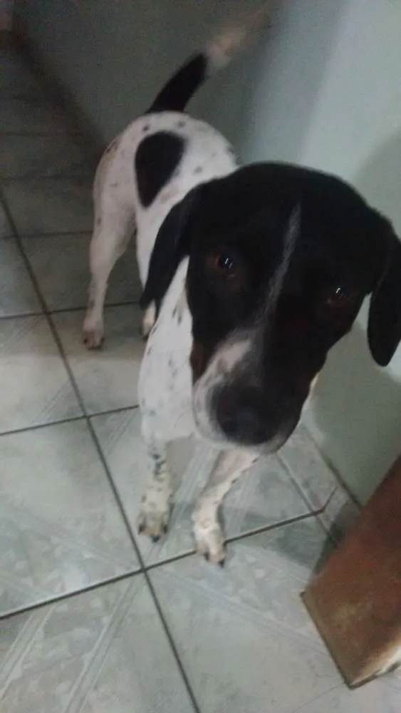 Cachorro ra a Vira Lata idade 3 anos nome Dudu