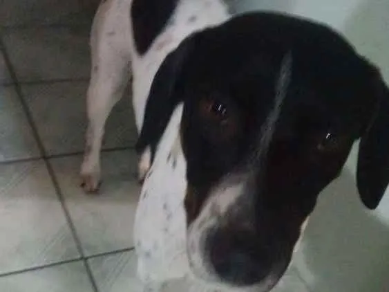 Cachorro ra a Vira Lata idade 3 anos nome Dudu