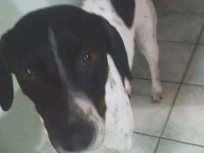 Cachorro ra a Vira Lata idade 3 anos nome Dudu