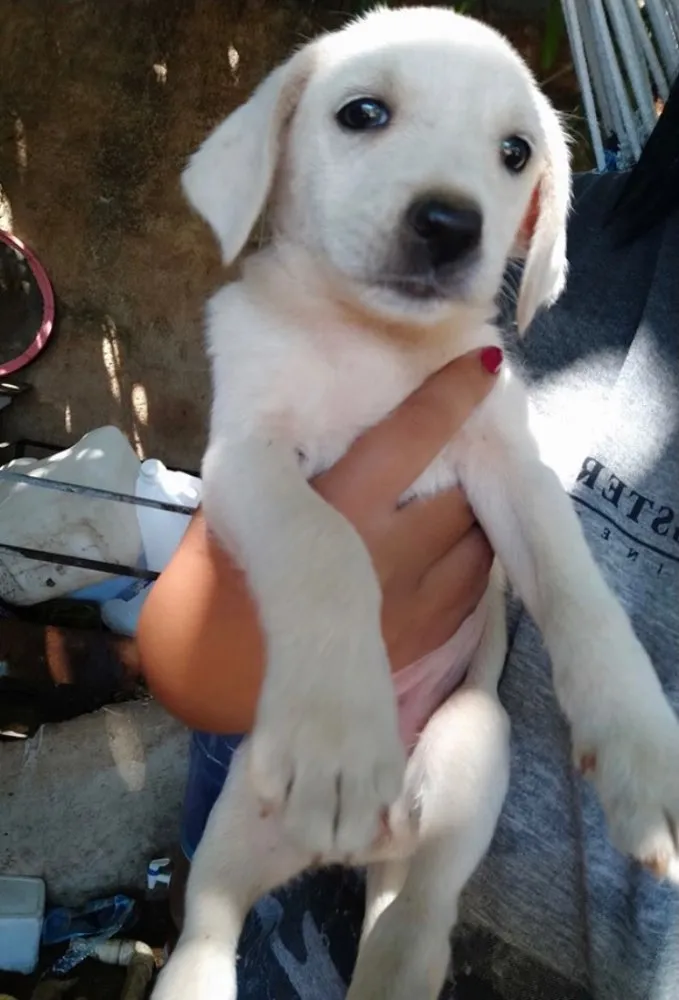 Cachorro ra a SRD idade 2 a 6 meses nome Luna 