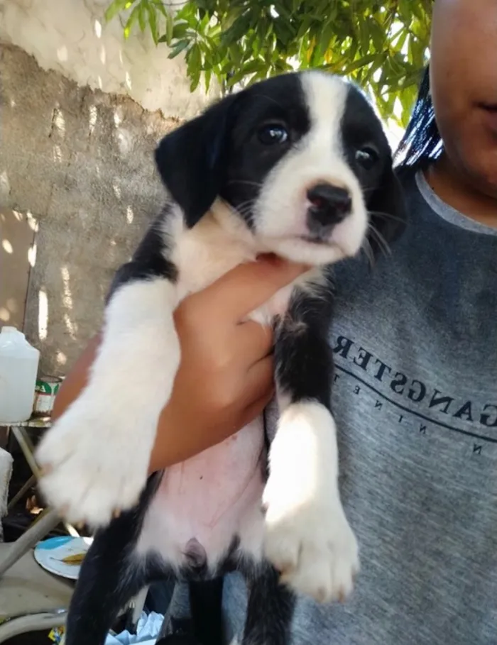 Cachorro ra a SRD idade 2 a 6 meses nome Nina 