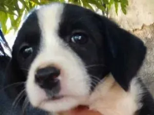 Cachorro raça SRD idade 2 a 6 meses nome Nina 