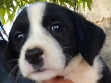 Cachorro ra a SRD idade 2 a 6 meses nome Nina 
