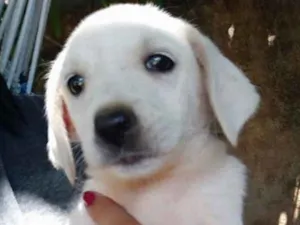Cachorro raça SRD idade 2 a 6 meses nome Luna 