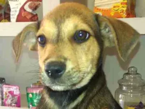 Cachorro raça SRD idade Abaixo de 2 meses nome Sam