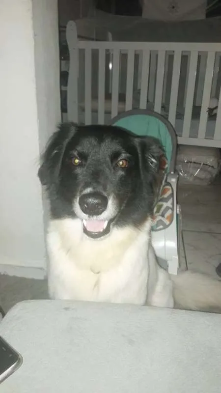 Cachorro ra a SRD idade 5 anos nome Zeus