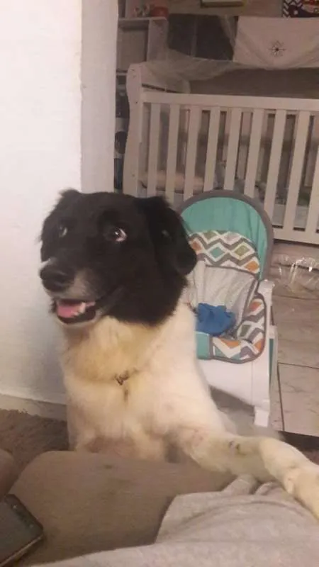 Cachorro ra a SRD idade 5 anos nome Zeus