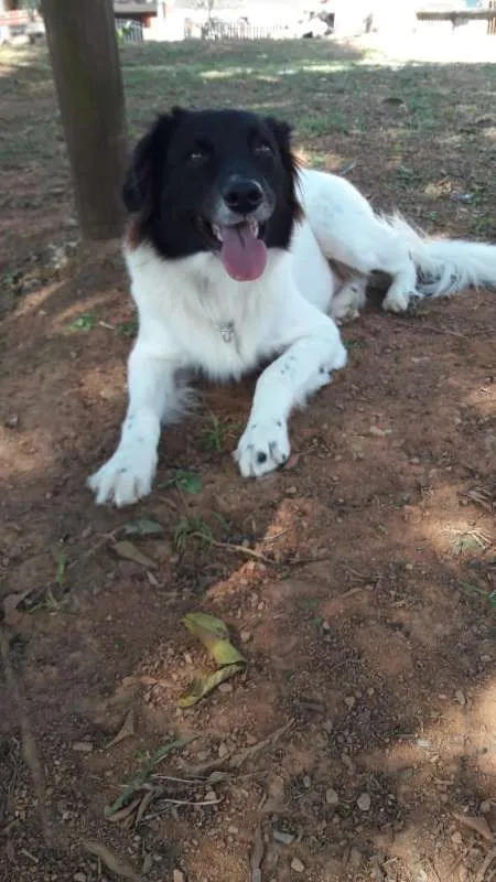 Cachorro ra a SRD idade 5 anos nome Zeus