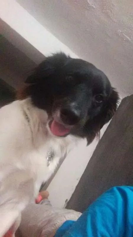 Cachorro ra a SRD idade 5 anos nome Zeus