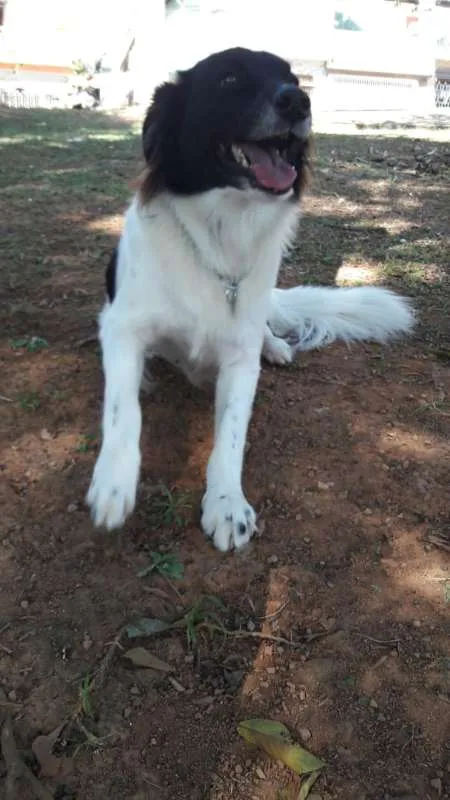 Cachorro ra a SRD idade 5 anos nome Zeus