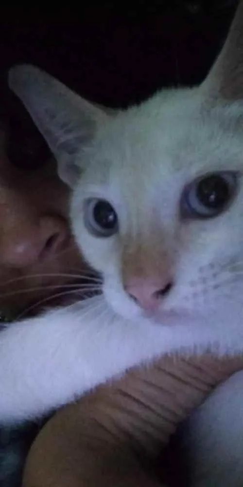 Gato raça Indefinida idade 2 a 6 meses nome Amora