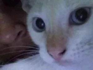 Gato raça Indefinida idade 2 a 6 meses nome Amora